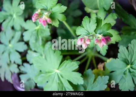 Gros plan des feuilles vertes fraîches et des petits bourgeons violets de Geranium macrorrhizum / géranium bulgare - une plante aromatique utilisée en médecine traditionnelle Banque D'Images