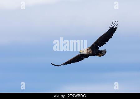 Seeadler, Flug, Flugbild, fliegend, See-Adler, Adler, Haliaeeetus albicilla, aigle à queue blanche, aigle de la pluie, aigle gris marin, erne, aigle gris, W. Banque D'Images