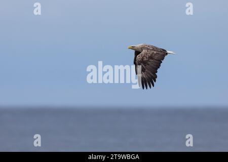Seeadler, Flug, Flugbild, fliegend, See-Adler, Adler, Haliaeeetus albicilla, aigle à queue blanche, aigle de la pluie, aigle gris marin, erne, aigle gris, W. Banque D'Images