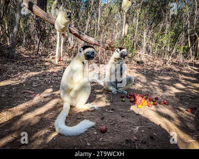 Madagascar, environs de Tsimafana, forêt de lémuriens Banque D'Images