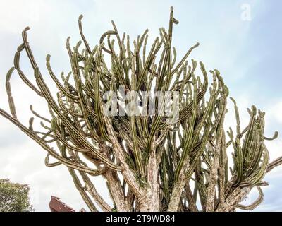 Madagascar, Fianarantsoa, cactus Banque D'Images