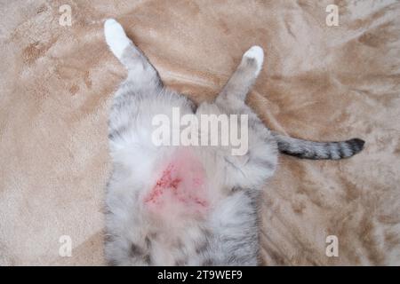 Le chat s'est gratté l'estomac de démangeaisons de la peau aux égratignures et blessures. Le ventre d'un chat avec des blessures et des problèmes de peau dus au stress ou aux allergies Banque D'Images