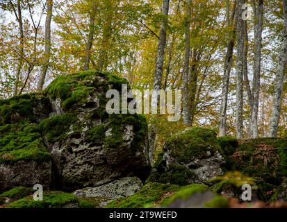 Roches couvertes de mousse en forme de visages de deux animaux (Pareidolia), parmi les arbres en automne, Monte Amiata, Toscane, Italie Banque D'Images