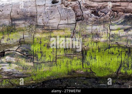 Tronc d'arbre lavé sur la plage de Grado après une violente tempête. Présence de veines à la surface. Texture en bois. De la mousse verte a poussé à la surface. Banque D'Images