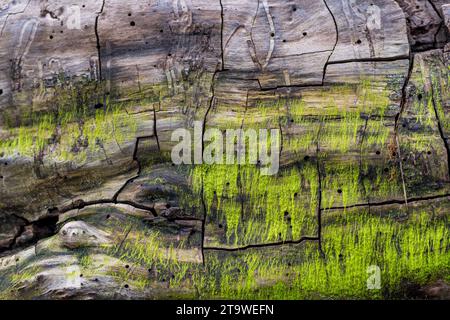 Tronc d'arbre lavé sur la plage de Grado après une violente tempête. Présence de veines à la surface. Texture en bois. De la mousse verte a poussé à la surface. Banque D'Images