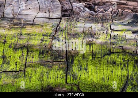 Tronc d'arbre lavé sur la plage de Grado après une violente tempête. Présence de veines à la surface. Texture en bois. De la mousse verte a poussé à la surface. Banque D'Images