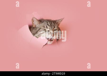 Un chat rusé dans un trou sur un fond de papier rose. Un fond de studio déchiré et un chat jetant un coup d'œil à travers elle, espace de copie Banque D'Images