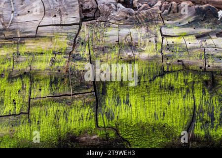 Tronc d'arbre lavé sur la plage de Grado après une violente tempête. Présence de veines à la surface. Texture en bois. De la mousse verte a poussé à la surface. Banque D'Images