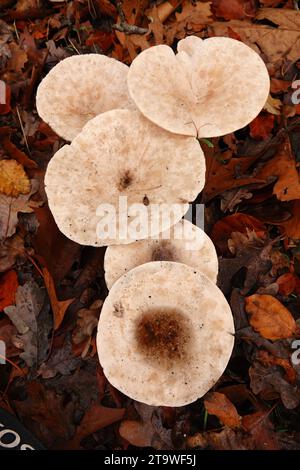 Gros plan naturel sur une troupe de champignons de couleur pâle, de la tête de moine européenne et de l'entonnoir de rickstone, Clitocybe geotropa Banque D'Images