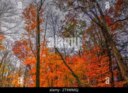 Vue sur Dundee Falls en automne, Beach City Wilderness Area, Ohio Banque D'Images