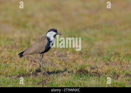 Le vet à ailes droites (Vanellus spinosus) recherche de nourriture à Chypre Banque D'Images