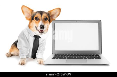 Mignon chien corgi dans des vêtements formels et ordinateur portable moderne sur fond blanc Banque D'Images