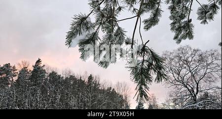 Nuages roses au coucher du soleil au-dessus de la cime des arbres Banque D'Images