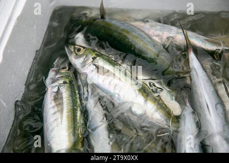 ITO, Japon ; 1 octobre 2023 : poisson dans un magasin de poisson séché à Ito City, Shizuoka, Japon. Banque D'Images