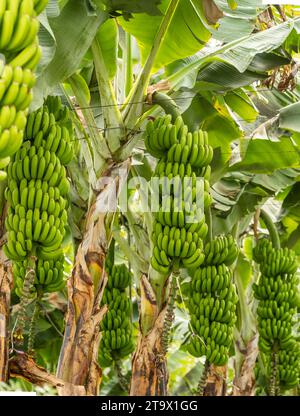 Gros plan sur la plantation de bananes tropicales vertes Banque D'Images
