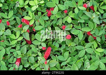 Plante de queue de chat nain et fleurs (Acalypha reptans) sur le jardin à Teresopolis, Rio de Janeiro, Brésil Banque D'Images