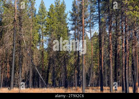 Forêt de pins Scorced Lodge d'un incendie de forêt dans le comté de Klamath, dans le haut pays désertique de l'Oregon. Banque D'Images