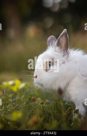 Portrait latéral du lapin blanc Lionhead sur une prairie. Profil vertical mignon d'un animal domestique. Adorable animal de compagnie sur l'herbe de jardin. Banque D'Images