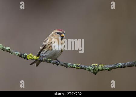 Lesser Redpoll (cabaret Carduelis), perché sur une branche d'arbre en hiver, West Midlands, Angleterre. Janvier. Banque D'Images