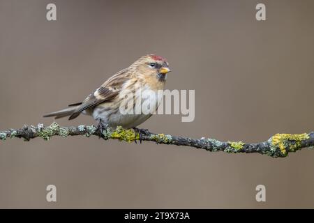 Lesser Redpoll (cabaret Carduelis), perché sur une branche d'arbre en hiver, West Midlands, Angleterre. Janvier. Banque D'Images