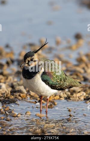 Vanneau du Nord (Vanellus vanellus), debout en eau peu profonde au bord du lac, WWT Slimbridge, Gloucestershire, Angleterre. Février. Banque D'Images