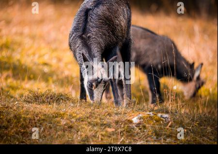 Deux chamois paissent en automne. Rupicapra rupicapra mangeant de l'herbe en Suisse. Banque D'Images