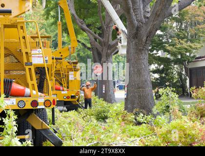 Alameda, CA - 22 septembre 2023 : les camions de la ville tandis que les équipes ambrent les arbres d'ambre liquide sur une rue résidentielle. L'amincissement de la canopée sur les arbres augmente l'air et Banque D'Images