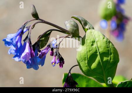 Bleu, Mertensia, Fleur, plante, avril, floraison, fleurs, Mertensia virginica, Printemps, floraison, Perennial, saison, printemps, arbre lungwort, Virginia Bluebells Banque D'Images