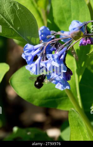 Feuille d'huître, Mertensia virginica Banque D'Images