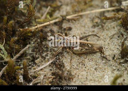 Gros plan sur la sauterelle tachetée. Myrmeleotettix maculatus assis sur le sol Banque D'Images