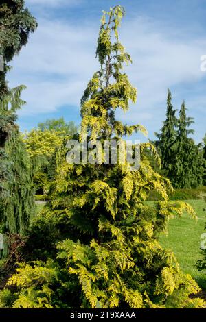 Chamaecyparis, arbre, Chamaecyparis lawsoniana 'Ivonne', Lawson False Cyprès Banque D'Images