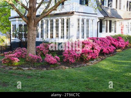 Buissons roses à l'azalée qui fleurissent autour de la véranda fermée à fenêtres multiples de la maison Banque D'Images