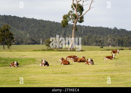 Vaches et bétail pâturage en Australie Banque D'Images