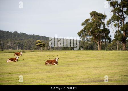 Vaches et bétail pâturage en Australie Banque D'Images