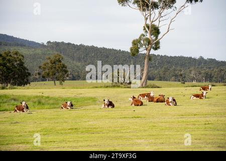 Vaches et bétail pâturage en Australie Banque D'Images