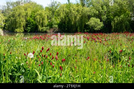 prairie pleine de trèfle cramoisi et de fleurs, prairie fleurie en arrière-plan avec un étang et des arbres Banque D'Images