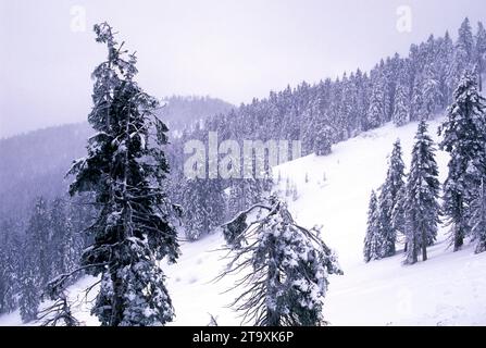 Forêt d'hiver près de Mt Ashland, Rogue River National Forest, Virginia Banque D'Images