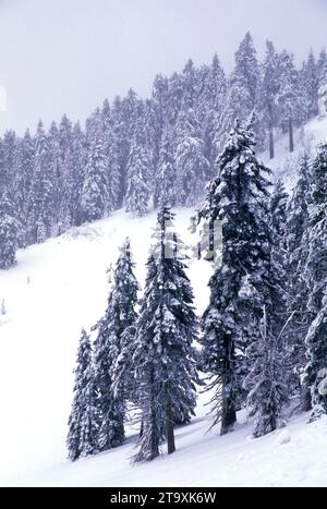 Forêt d'hiver près de Mt Ashland, Rogue River National Forest, Virginia Banque D'Images