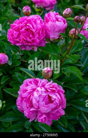 Les Pivoines en fleurs Banque D'Images