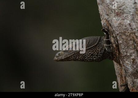 Land Monitor dans le parc national de Wilpattu, Sri Lanka Banque D'Images