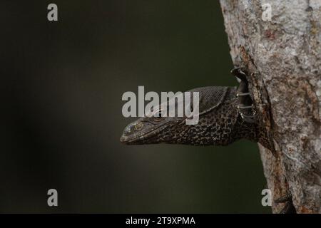 Land Monitor dans le parc national de Wilpattu, Sri Lanka Banque D'Images