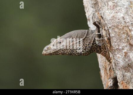 Land Monitor dans le parc national de Wilpattu, Sri Lanka Banque D'Images