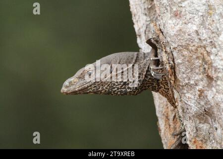 Land Monitor dans le parc national de Wilpattu, Sri Lanka Banque D'Images