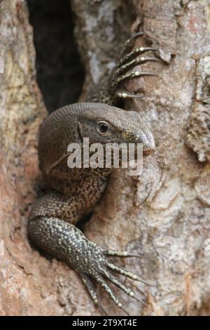 Land Monitor dans le parc national de Wilpattu, Sri Lanka Banque D'Images