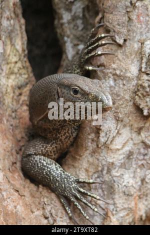 Land Monitor dans le parc national de Wilpattu, Sri Lanka Banque D'Images