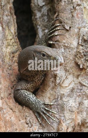 Land Monitor dans le parc national de Wilpattu, Sri Lanka Banque D'Images