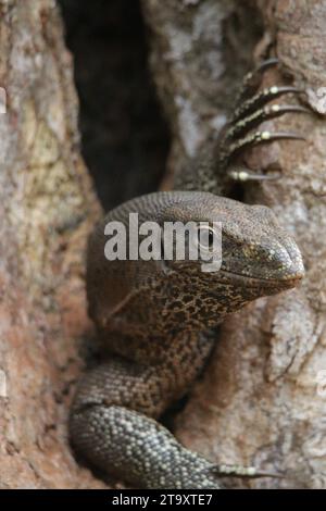 Land Monitor dans le parc national de Wilpattu, Sri Lanka Banque D'Images