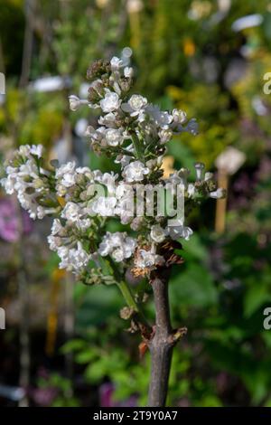 Le lilas commun (Syringa vulgaris, Krasavitsa Moskvy), également connu sous le nom de lilas français ou simplement le lilas fleurissant dans le jardin. Banque D'Images