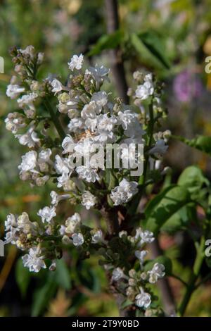 Le lilas commun (Syringa vulgaris, Krasavitsa Moskvy), également connu sous le nom de lilas français ou simplement le lilas fleurissant dans le jardin. Banque D'Images