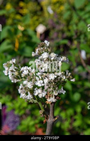 Le lilas commun (Syringa vulgaris, Krasavitsa Moskvy), également connu sous le nom de lilas français ou simplement le lilas fleurissant dans le jardin. Banque D'Images